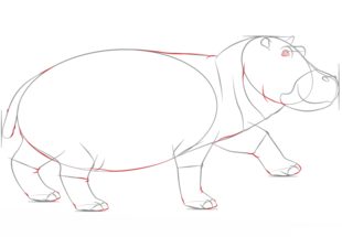 Jak narysować hipopotama 7