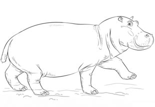 Jak narysować hipopotama 9