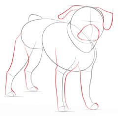 Jak narysować psa - Mops 4