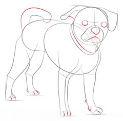 Jak narysować psa - Mops 5