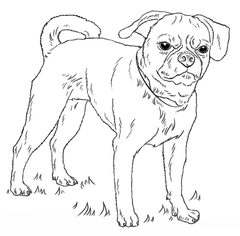 Jak narysować psa - Mops 8