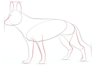 Jak narysować psa - Owczarek 4