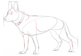 Jak narysować psa - Owczarek 7