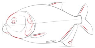 Jak narysować rybę - pirania 6