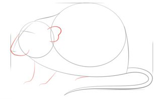 Jak narysować szczura 4