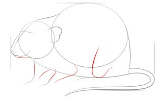 Jak narysować szczura 5