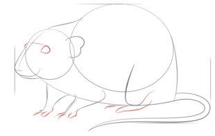 Jak narysować szczura 6