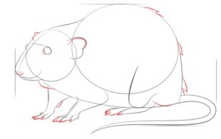 Jak narysować szczura 7
