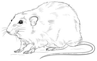 Jak narysować szczura 9