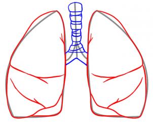 Jak narysować płuca 3