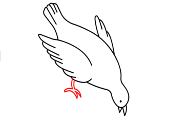 jak narysować gołębia 17