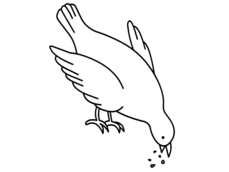 jak narysować gołębia 20