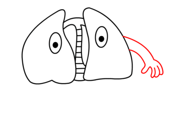 jak narysować płuca 12