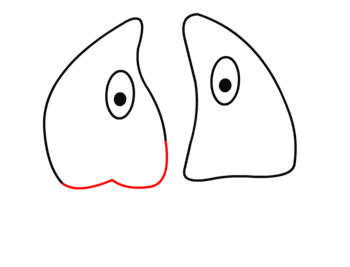 jak narysować płuca 8