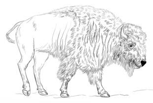 Jak narysować bizona 10