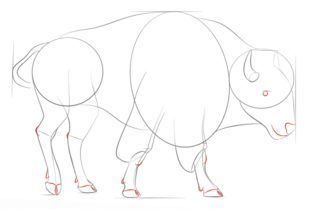 Jak narysować bizona 6