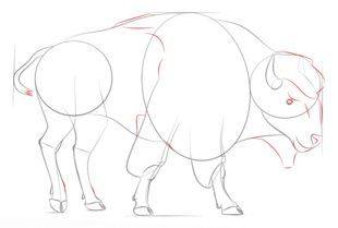 Jak narysować bizona 7