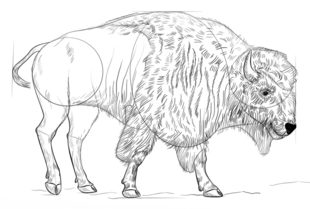 Jak narysować bizona 8