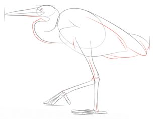 Jak narysować czaplę 6