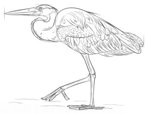 Jak narysować czaplę 8