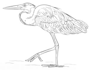 Jak narysować czaplę 9