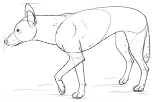 Jak narysować psa dingo 7