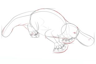 Jak narysować dziobaka 7