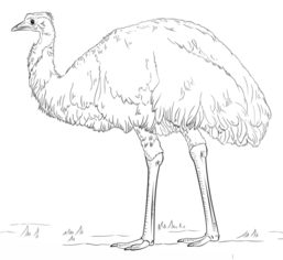 Jak narysować emu 8