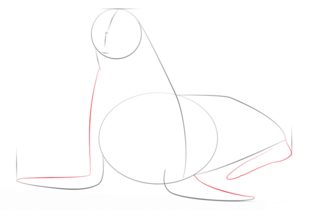 Jak narysować fokę 4