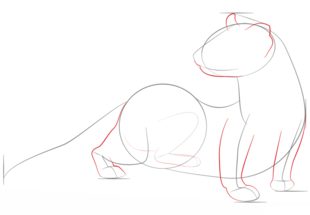 Jak narysować fretkę 4