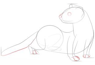 Jak narysować fretkę 5