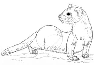 Jak narysować fretkę 7