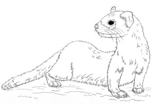 Jak narysować fretkę 8