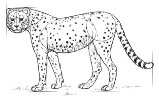 Jak narysować geparda 7