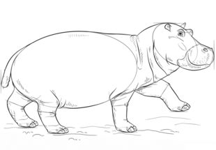 Jak narysować hipopotama 8