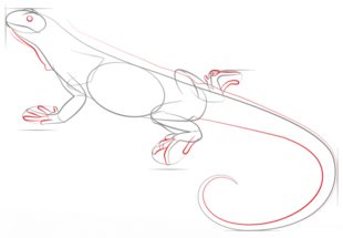 Jak narysować iguanę 5