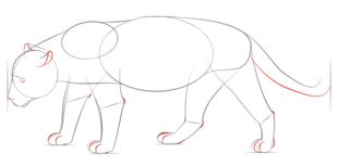 Jak narysować jaguara 5