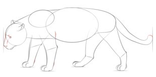 Jak narysować jaguara 6
