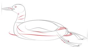 Jak narysować kaczkę 6