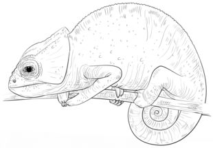Jak narysować kameleona 9