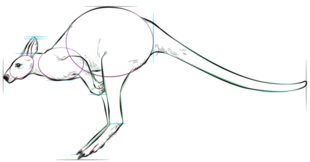 Jak narysować kangura 6