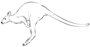 Jak narysować kangura 7