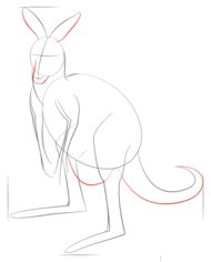 Jak narysować kangura 5