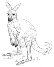 Jak narysować kangura 8