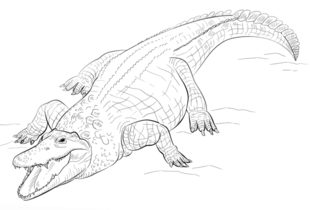 Jak narysować krokodyla 9