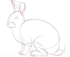 Jak narysować królika 5
