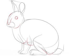 Jak narysować królika 6