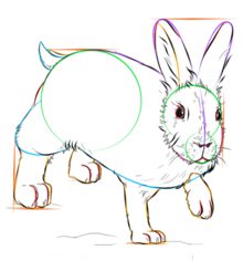 Jak narysować królika 8