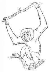 Jak narysować małpę - gibon 8