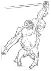 Jak narysować małpę - orangutan 7